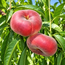 Taber Aşılı Platifun Yassı Şeftali Fidanı – Beyaz Etli, Çok Iri Meyveli, Tatlı ve Aromatik Özel Çeşit