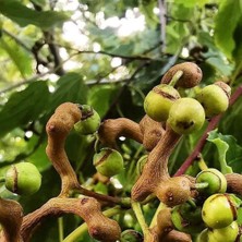 Doğaşık Japon Kuru Üzüm (Şeker Ağacı) (Hovenia Dulcis) Fidanı 2-3 Yaş Arası