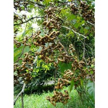 Bahçevilya Japon Kuru Üzüm (Hovenia Dulcis) Şeker Ağacı Fidanı 1-2 Yaş Arası