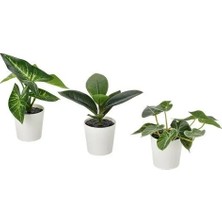 IKEA Fejka Saksılı Yapay Bitki , Yeşil, 3 Adet, Yaprak