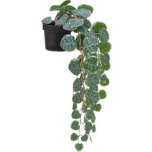 IKEA Fejka Yapay Bitki , Yeşil, 9 Cm, Kalp Kalbe Karşı Çiçeği, Iç-Dış Mekan