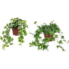 IKEA Hedera Helıx Canlı Bitki , Yeşil, 13 Cm, Sarmaşık