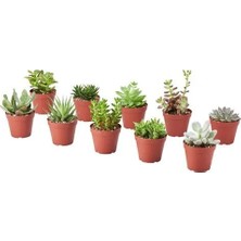 IKEA Succulent Canlı Bitki , Yeşil, 9 cm