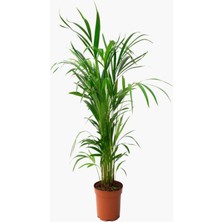 Vionna Nura Botanik Areca Dağ Palmiyesi, 90-100 Cm, Saksılı, Yeşil