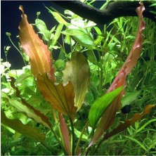 Vionna Echinodorus Rose In Vitro Canlı Bitki
