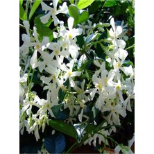 Vionna Bitkim Sende Mis Kokulu Arap Yasemini Rhyncospermum Jasminoides, 9 Adet Tüplü, 40-50 cm Boyunda