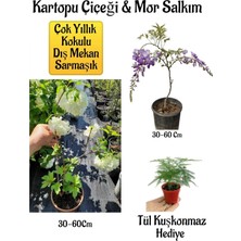 Vionna Nura Botanik Kokulu Kartopu Çiçeği ve Mor Salkım Ağacı Fidanı Seti, 30-60 Cm, Tül Kuşkonmaz Hediyeli