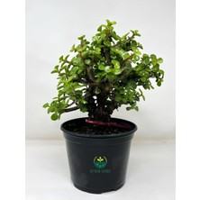 Vionna Gardenbox Para Yeşim Çiçeği, 15-30 cm Saksılı, Bonsai Yapımına Uygun Salon Çiçeği