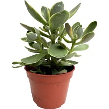 Vionna Gardenbox 10-15 cm Mini Para Yeşim Çiçeği, Ofis & Salon Için Canlı Sukulent