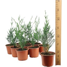 Vionna Nura Botanik Yeşil Leylandi Fidanı, 25-35 Cm, 10 Adet Tüplü, Cupressus