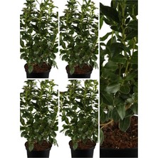 Vionna Nura Botanik Viburnum Lucidum Fidanı, 5 Adet Saksılı, 15-30 Cm, Çok Renkli, Doğal Çit Duvar Bitkisi
