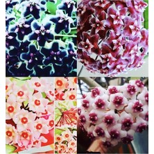 Vionna Gardenbox Hoya 4'lü Set, Kokulu Mum Çiçeği Bitkisi, Siyah Inci, Pubicalyx, Pink, Obavata, Dekoratif Saksıda