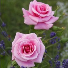 Vionna Serada Decor & Plant Pembe Yediveren Kokulu Saksılı Aşılı Gül, 40-70 Cm, 2 Adet