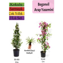 Vionna Bitkim Sende Arap Yasemini, Pembe Begonvil, Kurdele Çiçeği Hediyeli Set, 50-80 cm