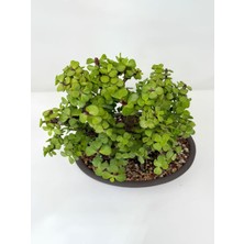 Vionna Serada Decor & Plant Portulacaria Afra Para Çiçeği Yeşim Saksılı Bonsai Uyumlu Bitki, Yeşil, 20-30 cm