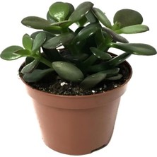 Gardenbox Mini Para Çiçeği, Saksılı Canlı Yeşim Bitkisi, 10-15CM, Ofis Çiçeği
