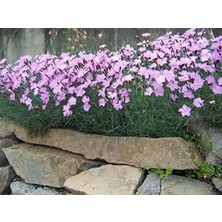 Dianthus Kır Pembesi Çiçeği Tohumu (50 Adet)