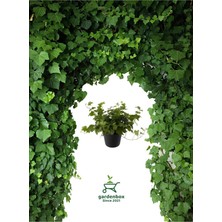 Nura Botanik Hedera Helix Sarmaşığı Saksıda, 30-40 Cm, Makrome Saksılı, Yeşil