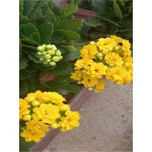 Vionna Videolu Sarı Renk Kalanşo Emel Hanım Çiçeği 1 Adet Saksılı 20-30 cm Salon Bitkisi (Kalanchoe)