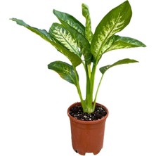 Vionna Gardenbox Dieffenbachia Tropical Snow Iç Mekan Bitkisi, Saksılı, 30-50 cm