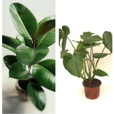 Vionna Gardenbox Dolgun Formlu Deve Tabanı 60-65 Cm, Kauçuk 60-70 Cm, 2'li Set, Yeşil, Iç Mekan Bitkileri