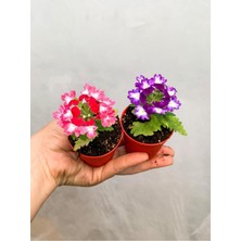 Vionna 2 Adet Karışık Renk Mine Çiçeği Mini Saksıda 10-15 cm Tüplü Çiçekli Bodur Verbena