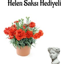 Vionna Sevgililer Günü Hediyesi Kırmızı Karanfil Çiçeği Helen Saksı Hediyeli