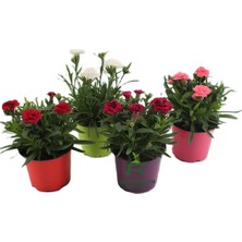 Vionna Gardenbox Farklı Renklerde Karanfil Çiçeği, 4 Adet Saksılı Set, 15-25CM, Kırmızı-Pembe-Beyaz