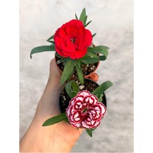 Vionna Mini Saksıda Karışık Renk Bodur Karanfil 2 Adet Çiçekli Bodur Bitki