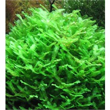 Vionna Monosolenium Tenerum Pellia Moss 10X10CM Canlı Bitki
