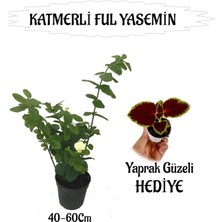 Vionna Nura Botanik Mis Kokulu Katmerli Ful Yasemin 40-60CM + Yaprak Güzeli Hediyeli