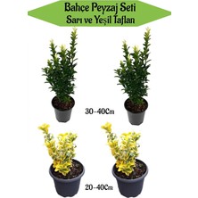 Vionna Bahçe Peyzaj Seti 2 Adet Yeşil+2 Adet Sarı Taflan Fidanı