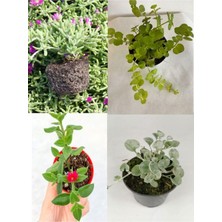 Vionna Gardenbox Zemin Örtücü Bahçe Bitkileri Seti, 10 Mezem + 10 Buz + 5 Fare Kulağı + 5 Altın Kolye