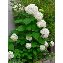 Vionna Gardenbox Beyaz Ortanca (Hydrangea Macrophylla), 80-100 Cm, Saksılı Çiçekli Dış Mekan Bitkisi