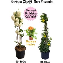 Vionna Nura Botanik Kartopu Çiçeği, Sarı Yasemin, Sarı Gazanya Hediyeli Saksılı Bahçe Seti, 3 Adet