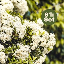 Vionna Gardenbox Parlak Yapraklı Kartopu (Viburnum Lucidum) 6'lı Set, 30-40 cm