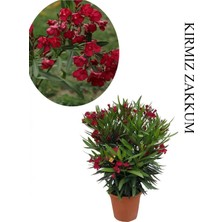 Vionna Kırmızı Renk Zakkum Fidanı 1 Adet Saksılı/tüplü 40-60CM Bahçe Bitkisi