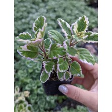 Vionna Gardenbox Mini Özel Tür Kokulu Benjamin Çiçeği Fidanı Saksılı, 1 Adet