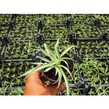Vionna Gardenbox Kurdele Çiçeği, 20 Adet, Çok Renkli, Ofis Salon Bitkisi
