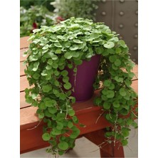 Vionna Nura Botanik Fare Kulağı Bitkisi, 1 Adet Saksılı, 10-15CM, Yayılıcı Bahçe Bitkisi