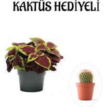 Vionna Renkli Yapraklı Yaprak-Cam Güzeli Sevgililer Gününe Özel Kaktüs Hediyeli, BTS001NA2950