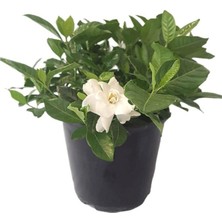 Vionna Gardenbox Beyaz Gardenya Çiçeği Saksılı, 25-45CM, 1 Adet