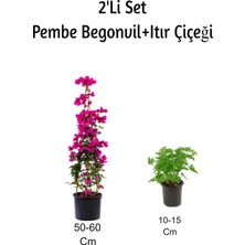 Vionna Nura Botanik Pembe Begonvil + Itır Çiçeği 2'li Set, Dış Mekan Bitkisi, 50-60 cm ve 10-15 cm