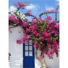 Vionna Gardenbox Sarmaşık Begonvil Bitkisi, Çiçekli Bodur Bitki, Pembe