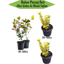 Vionna Serada Decor & Plant Bahçe Peyzaj Seti, 2 Adet Alev Çalısı + 2 Adet Altuni Taflan Fidanı