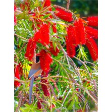 Vionna Serada Decor & Plant Fırça Çalısı Çiçeği, 30-60 Cm, 2 Adet, Callistemon Laevis, Dış Mekan Bitkisi