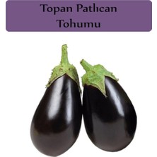 Vionna Zencefil Organik Patlıcan Tohumu 1 Paket (10GR=2000+ Adet) Topan Patlıcan Tohumu