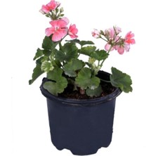 Vionna Nura Botanik Sardunya Çiçeği Saksı'da, Pelargonium, Açık Pembe Renk