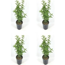 Vionna Nura Botanik Melisa Officinalis, 40-60 Cm, 4 Adet Saksılı Çiçekli Iç/dış Mekan Bitkisi