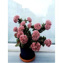 Vionna Crassula Springtime Katlı Çiçek Açan Sukulent Bitkisi